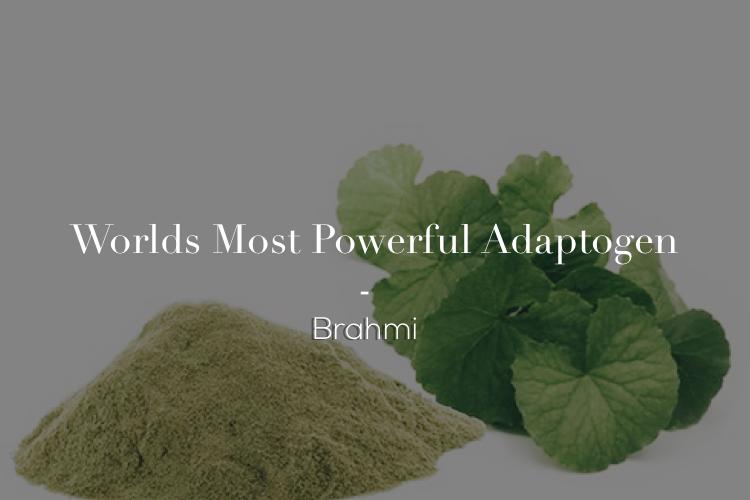 Brahmi the world most powerful adaptogen