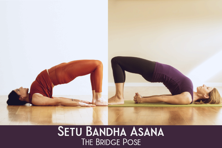 Setu Bandha Asana Benefits and Steps To Do The Bridge Pose