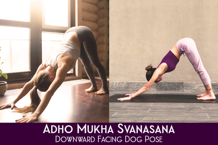 Adho Mukha Svanasana Benefits and Steps to do Downward Facing Dog Pose ...