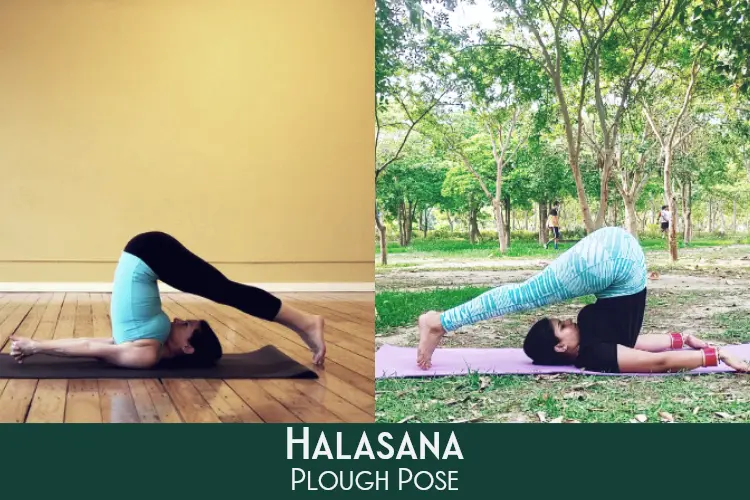 Halasana its Benefits and Steps To Do Plough Pose Balancegurus