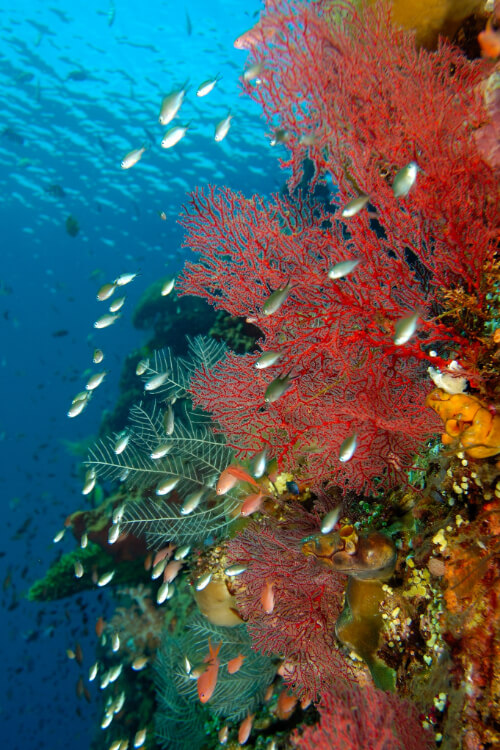 Aquamarine Diving - Bali Indonesia