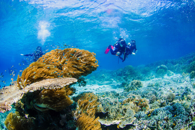 Aquamarine Diving - Bali Bali