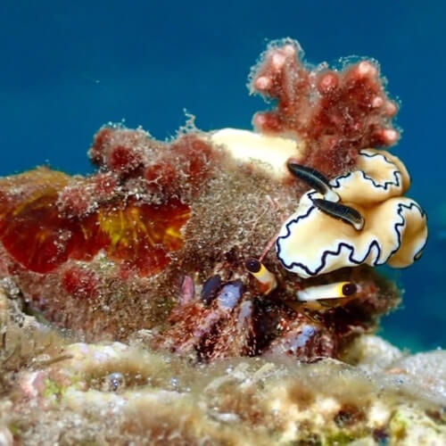Bali Reef Divers 