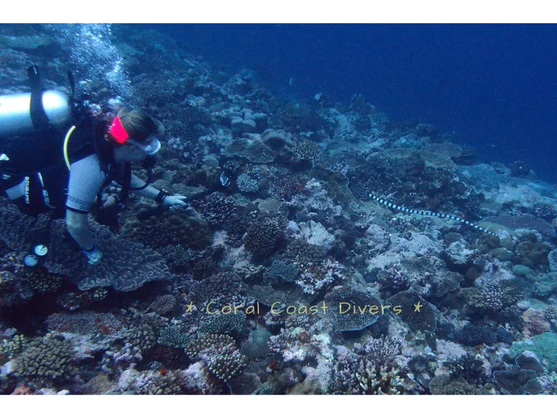 Coral Coast Divers Image