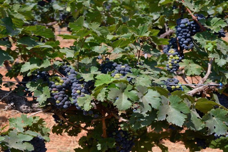 blackbuck vineyards (13)1614943475.jpg