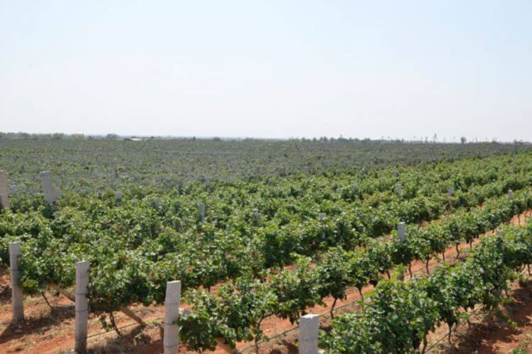 blackbuck vineyards (15)1614943476.jpg