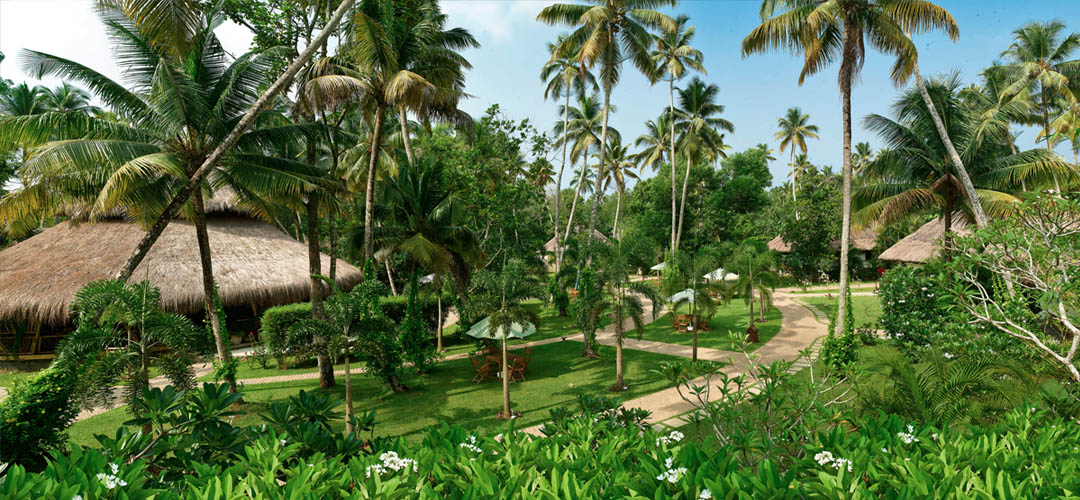 7 days ayurvedic rejuvenation package at carnoustie ayurveda & wellness resort kerala, india coconut trees1513068987.jpg