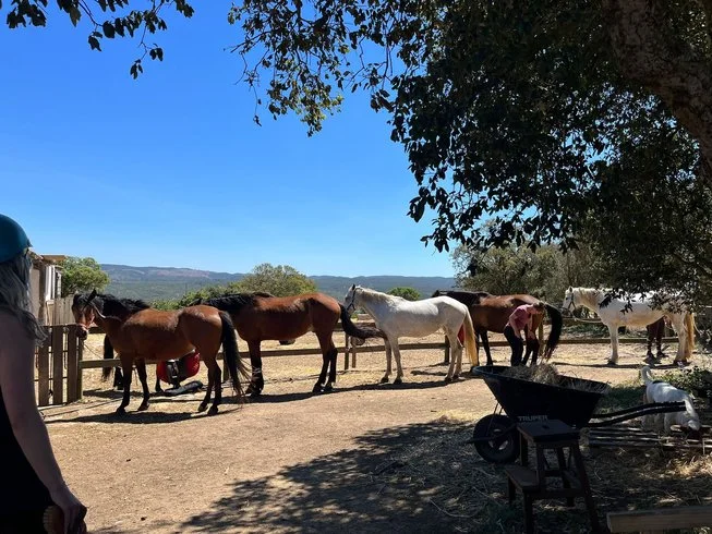 6 day wellness retreat with yoga, horse therapy, meditation, and hiking in aljezur, faro, portugal191713443055.webp